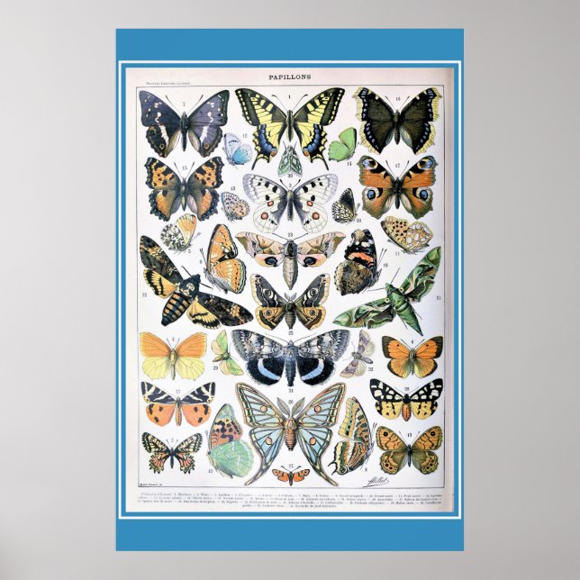 Poster de Cottagecore pour les papillons français  (Devant)