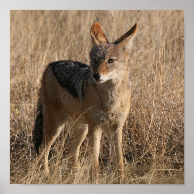 Poster de coyotes pour bébés Imprimer (Devant)