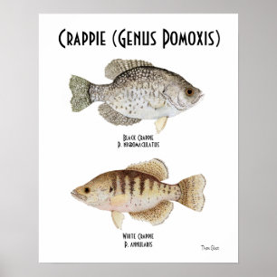 Poster de Crappie