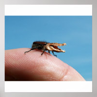 Poster de crocobug