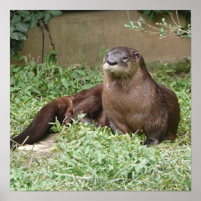 Poster de Cute Otter (Devant)