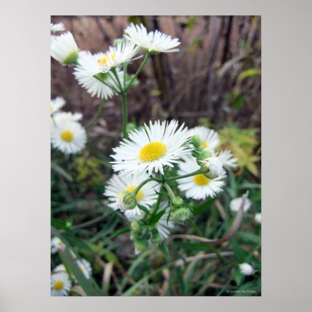 Poster de Daisy Fleabane (Devant)