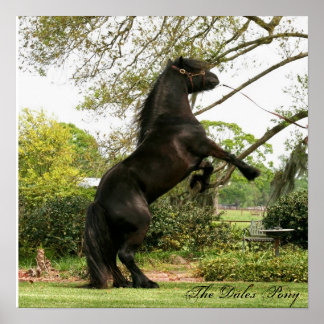Poster de Dales Pony