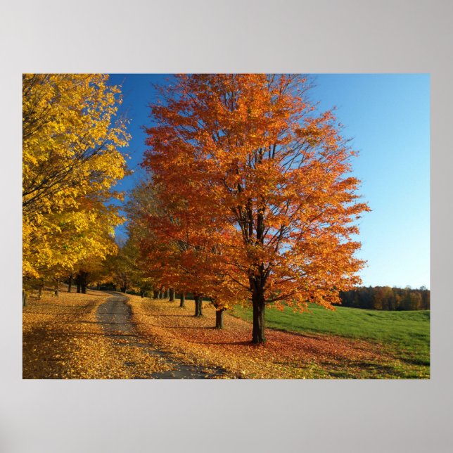 Poster de Danby Vermont Autumn Leaves (Devant)