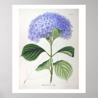 Poster de dessin botanique de l'Hydrangée violette