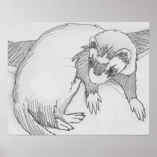 Poster de dessin de "bébé" Ferret (Devant)