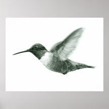 Poster de dessin de colibri