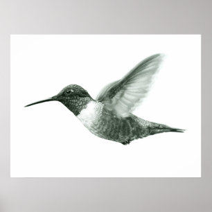 Poster de dessin de colibri