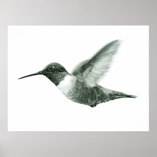 Poster de dessin de colibri