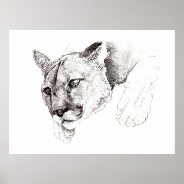 Poster de dessin du lion de montagne (Devant)