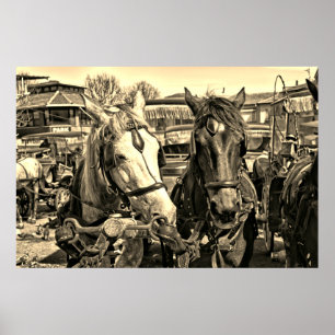 Poster de deux chevaux