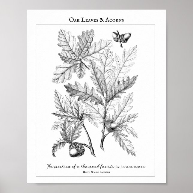 Poster de devis personnalisable Feuilles de chêne  (Devant)