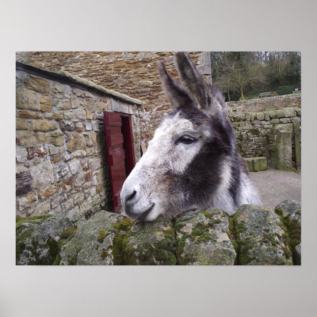 Poster de Donkey (Devant)