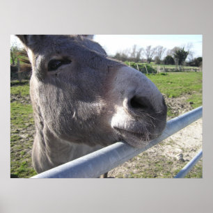 Poster de Donkey