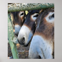Poster de Donkey Love