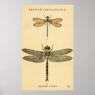 Poster de Dragon Flies Litho