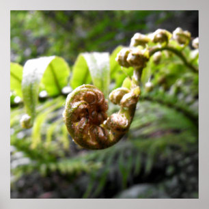 Poster de Fern Frond