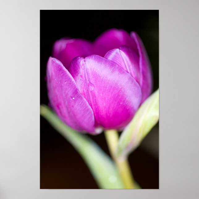 Poster de fleur de tulipe pourpre (Devant)