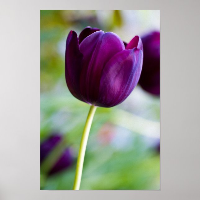 Poster de fleur de tulipe pourpre (Devant)