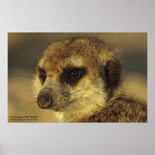 Poster de fleurs - Collection de Whiskers Royaux