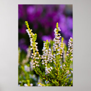 Poster de fleurs de bruyère blanche