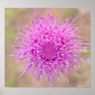 Poster de fleurs de chardon pourpre