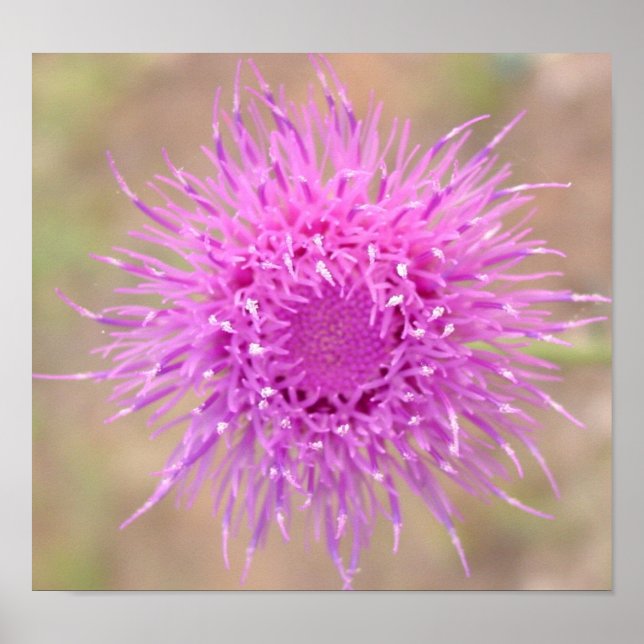 Poster de fleurs de chardon pourpre (Devant)