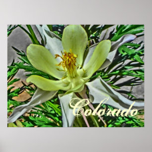 Poster de fleurs de colonne blanche
