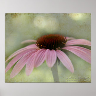 Poster de fleurs de cône