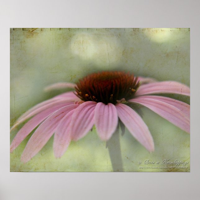 Poster de fleurs de cône (Devant)