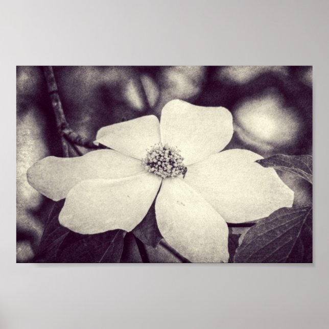 Poster de fleurs de Dogwood (Devant)