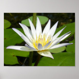 Poster de fleurs de lotus blanc