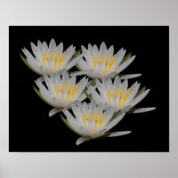 Poster de fleurs de lotus d'eau