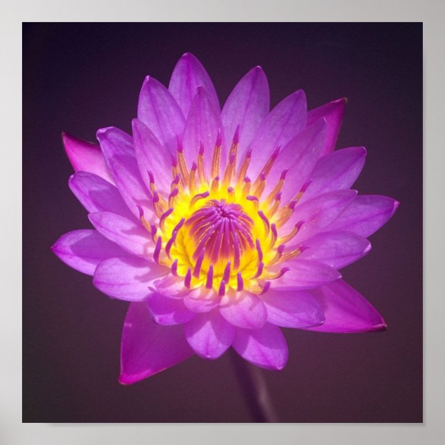 Poster de fleurs de lotus violet (Devant)