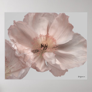 Poster de fleurs de pavot rose Islande