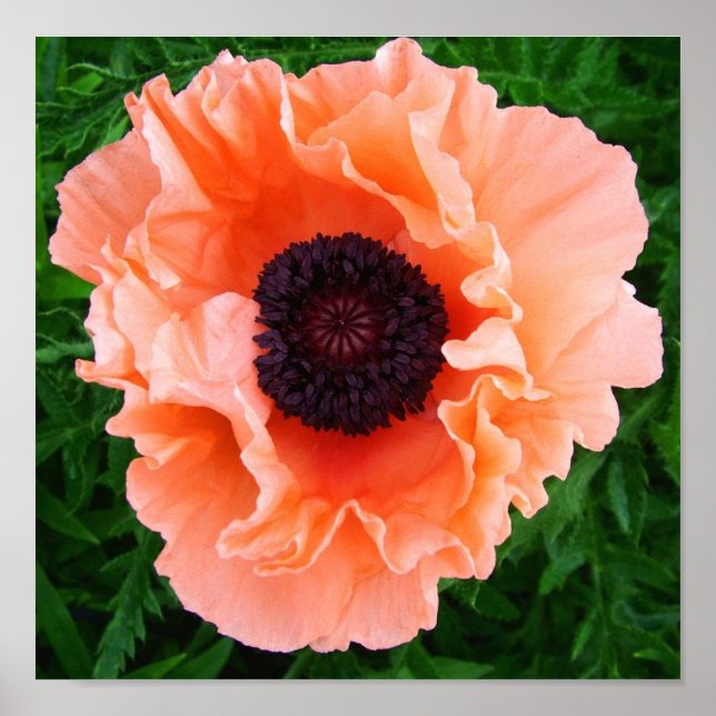 Poster de fleurs de popup (Devant)