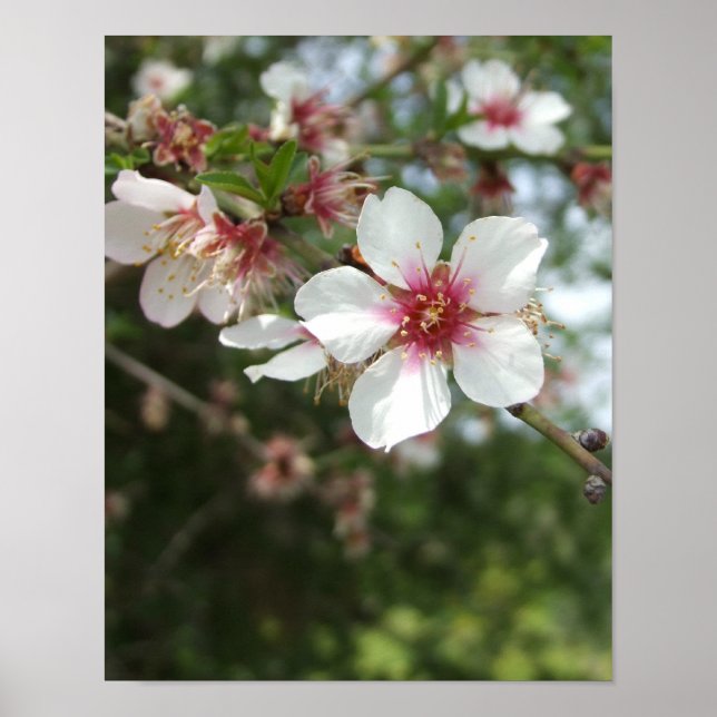 Poster de fleurs de printemps de l'amande (Devant)