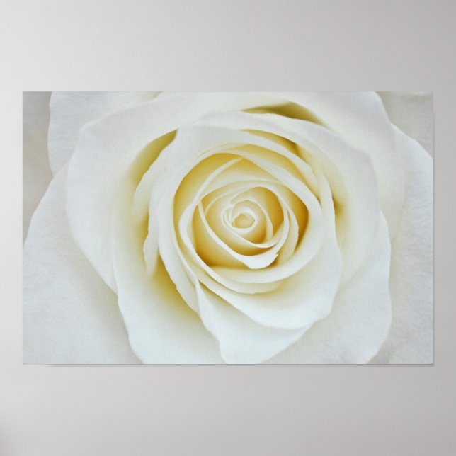 Poster de fleurs de rose blanche (Devant)