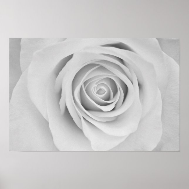 Poster de fleurs de rose noire et blanche (Devant)