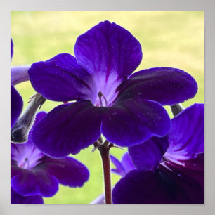 Poster de fleurs de Streptocarpus pourpre