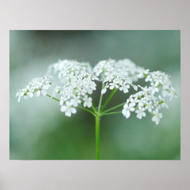 Poster de fleurs de vache persil (Devant)