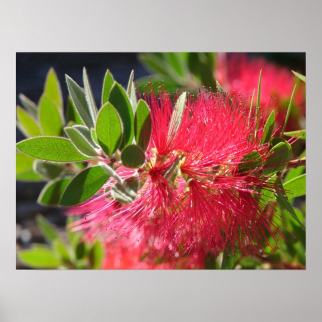 Poster de fleurs florales australiennes en brosse  (Devant)