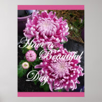 Poster de fleurs florales de chrysanthème rose pou