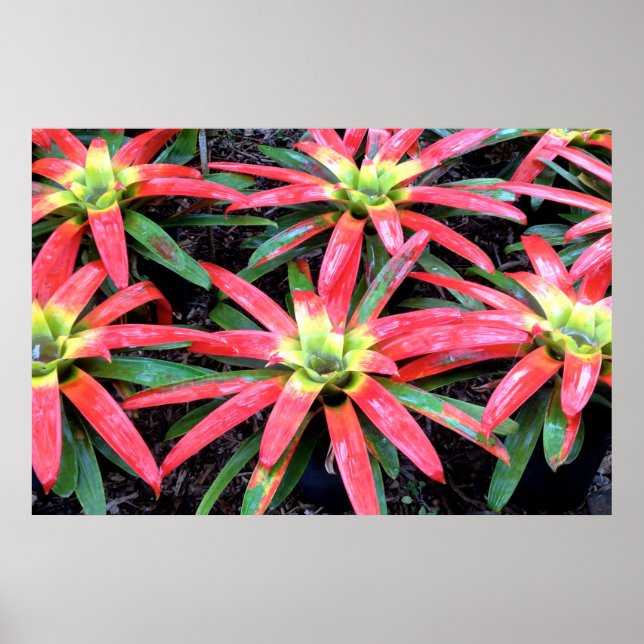 Poster de fleurs hawaïennes (Devant)