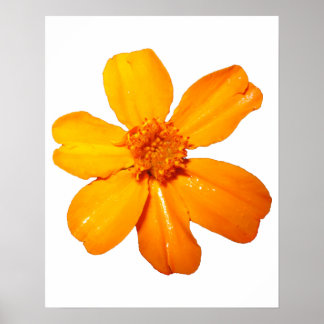 Poster de fleurs jaunes