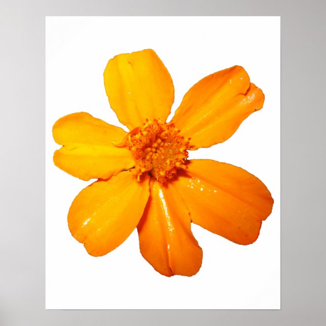 Poster de fleurs jaunes (Devant)