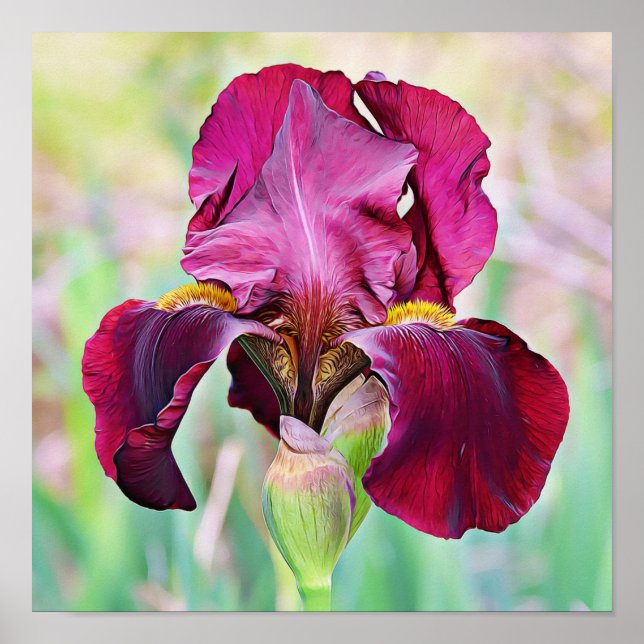 Poster de fleurs Magenta Rose Iris de Bourgogne (Devant)