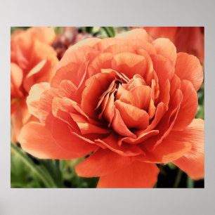 Poster de fleurs Peachy Ranunculus