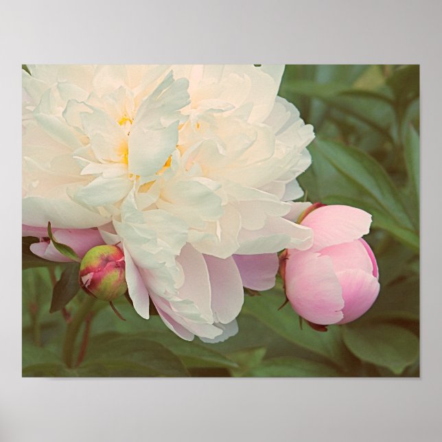 Poster de fleurs Peonies roses (Devant)