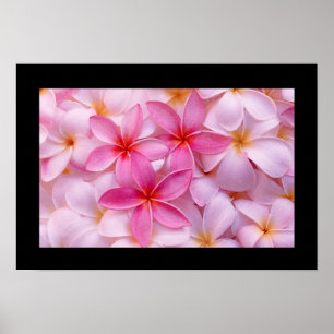 Poster de fleurs Plumeria